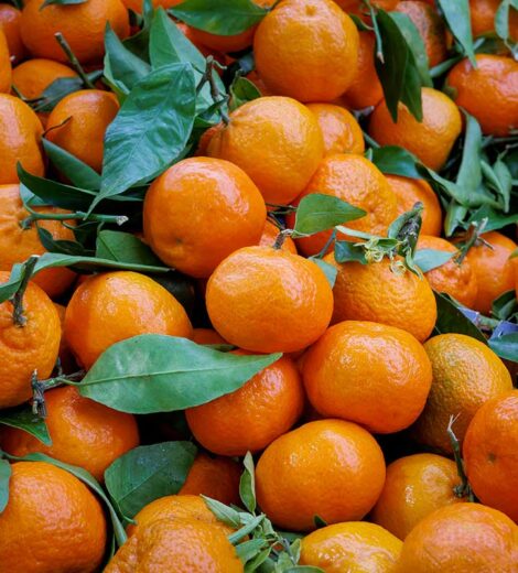 clementine-delia