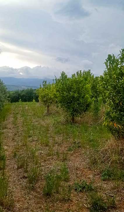 home-agricola-delia